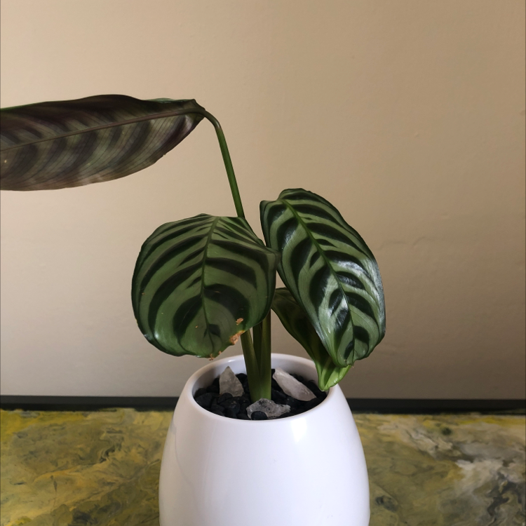 Fishbone Prayer Plant plant photo by @LaurenS99 named Cali on Greg, the plant care app.