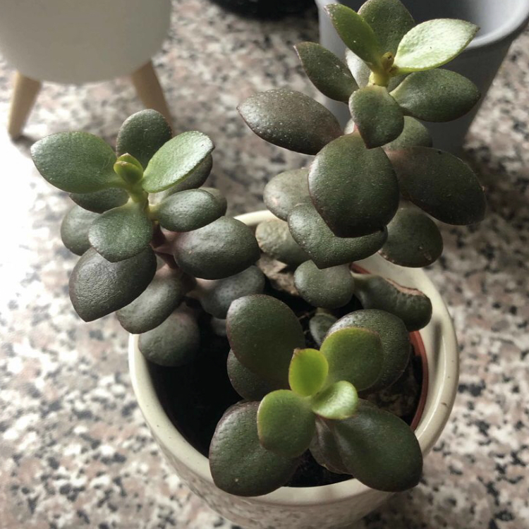 Lucky Plant plant photo by @LaurenS99 named Foxxy on Greg, the plant care app.