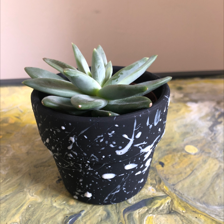 Photo of the plant species Little Jewel by @LaurenS99 named Kesha on Greg, the plant care app