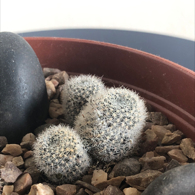 Photo of the plant species Mammillaria Formosa by @LaurenS99 named Peter Parker on Greg, the plant care app