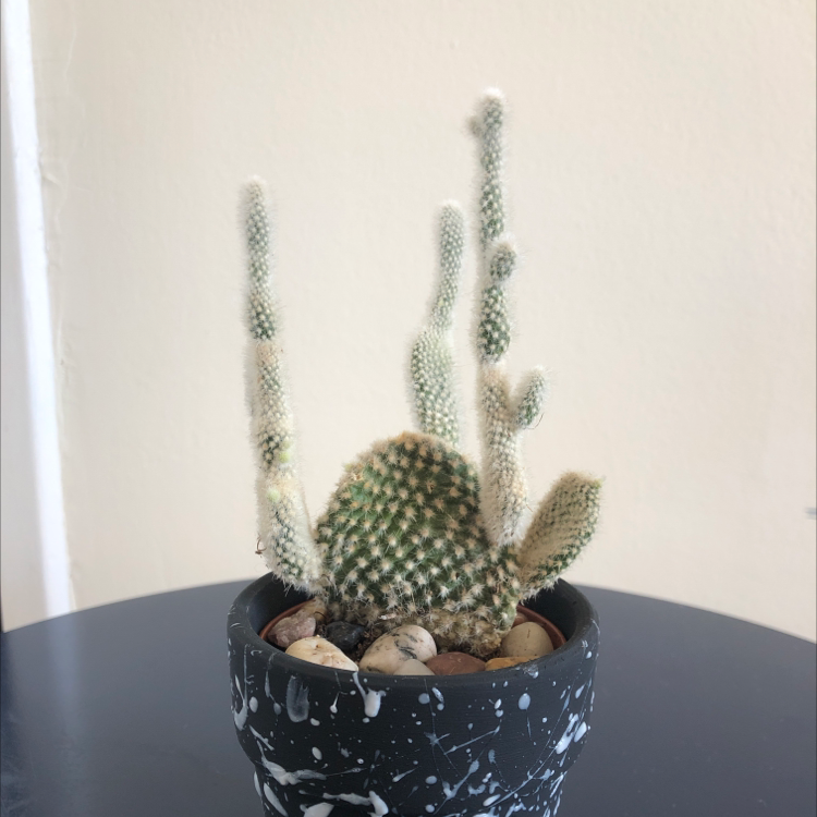 Bunny Ears Cactus plant photo by @LaurenS99 named Spicey on Greg, the plant care app.