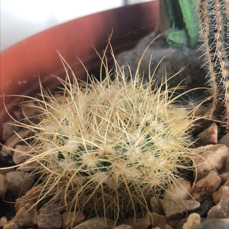 Photo of the plant species Correll's Hedgehog Cactus by @LaurenS99 named Lola on Greg, the plant care app