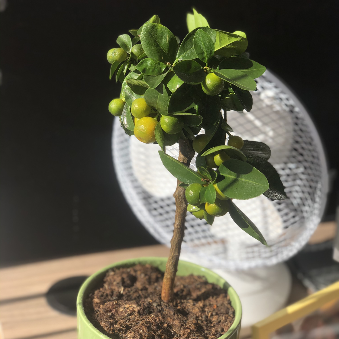 Photo of the plant species Calamondin by @squig named Will on Greg, the plant care app
