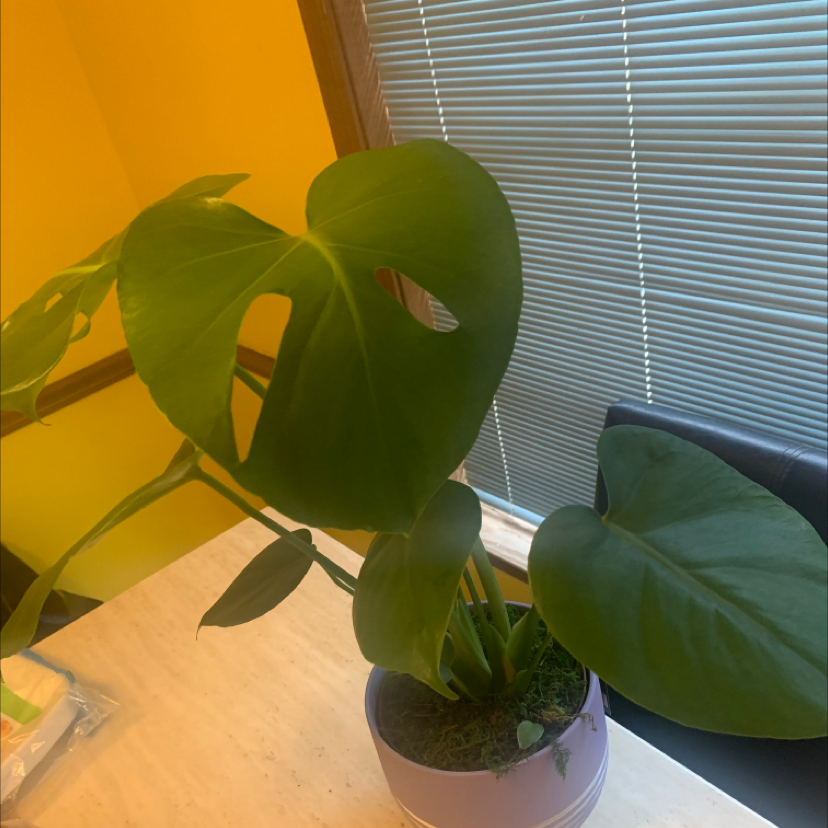 Monstera plant photo by Tammy named Lily on Greg, the plant care app.
