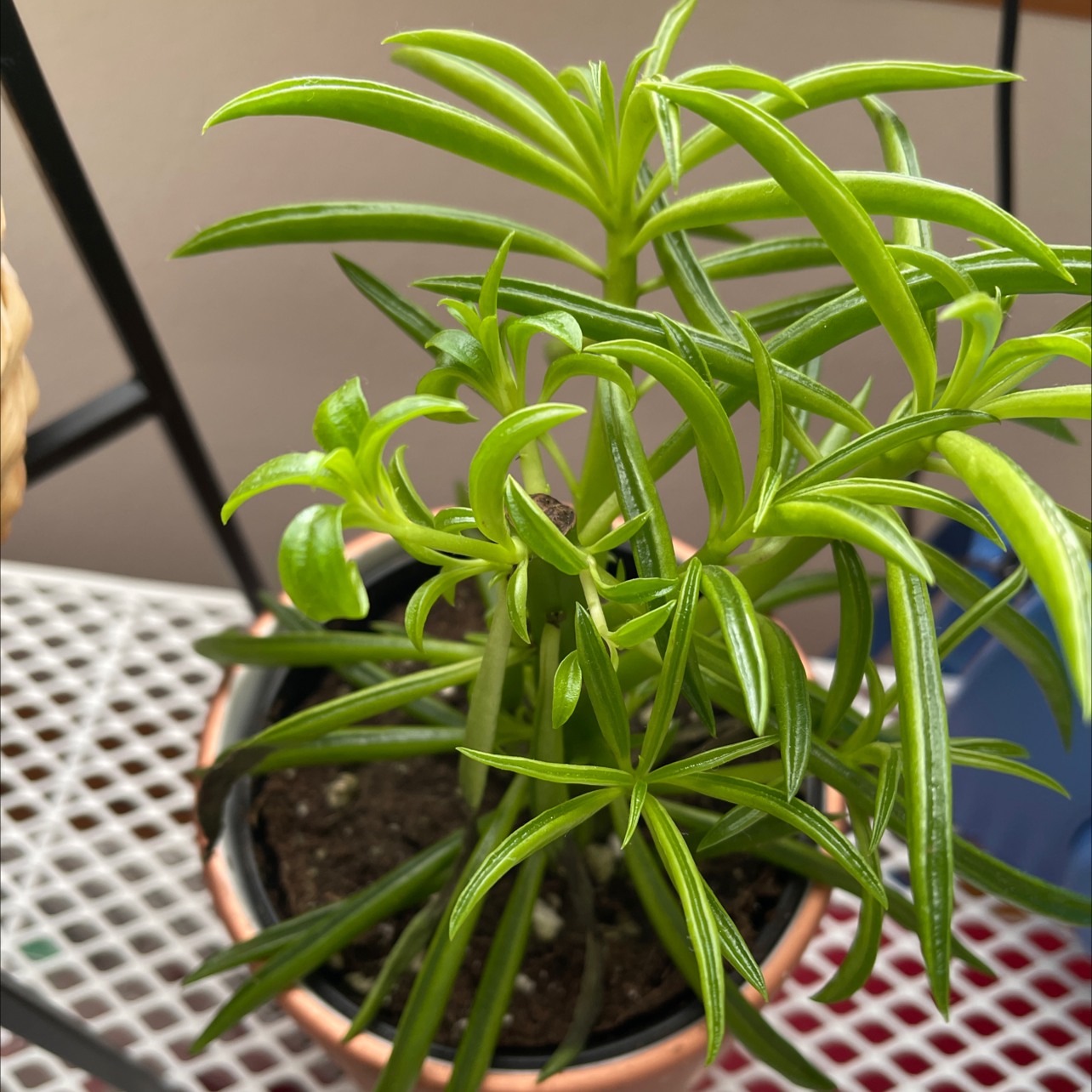 Pincushion Peperomia plant in a pot with vibrant green leaves and visible soil.