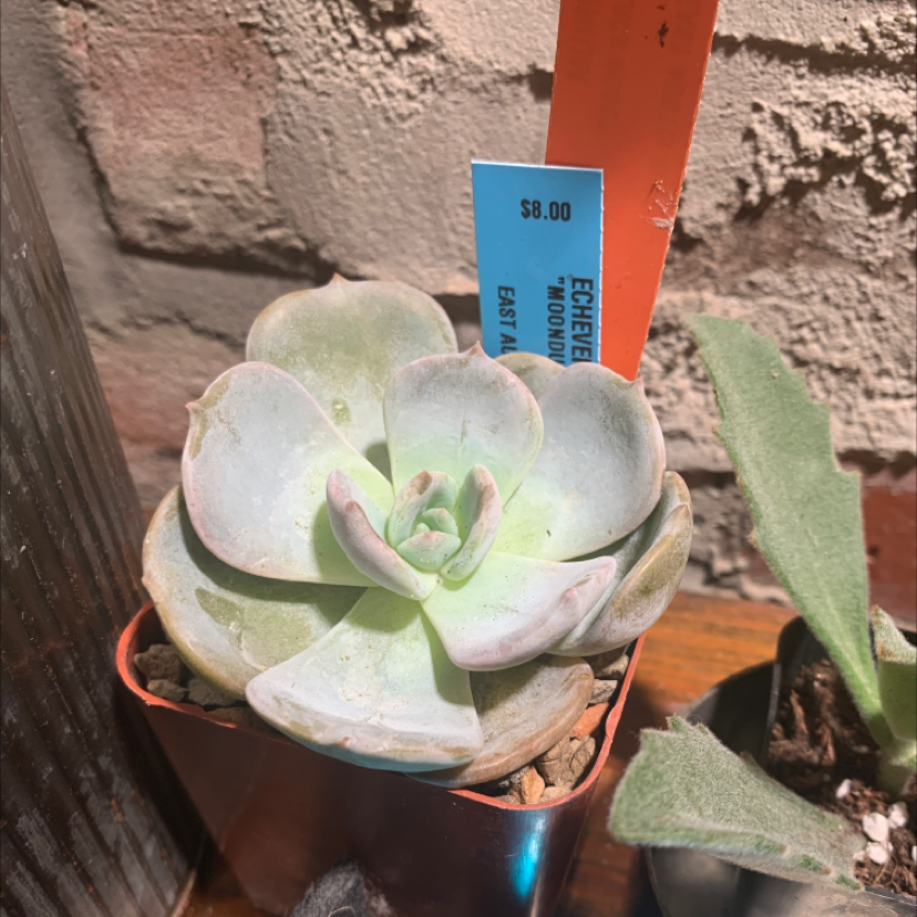 Photo of the plant species Echeveria Moondust by Catherine named Ore Gano on Greg, the plant care app