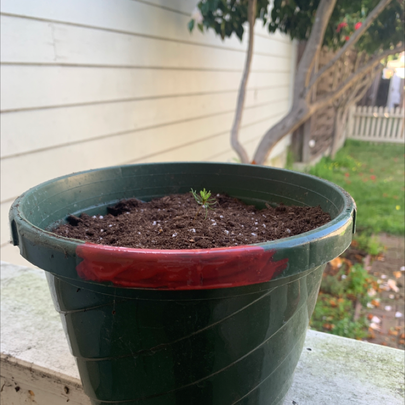 Small Norway Spruce seedling in a green pot with soil, well-centered and in focus.