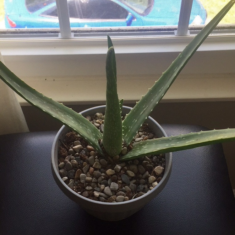 Aloe vera plant photo by @lnhall named Aloe Vera on Greg, the plant care app.