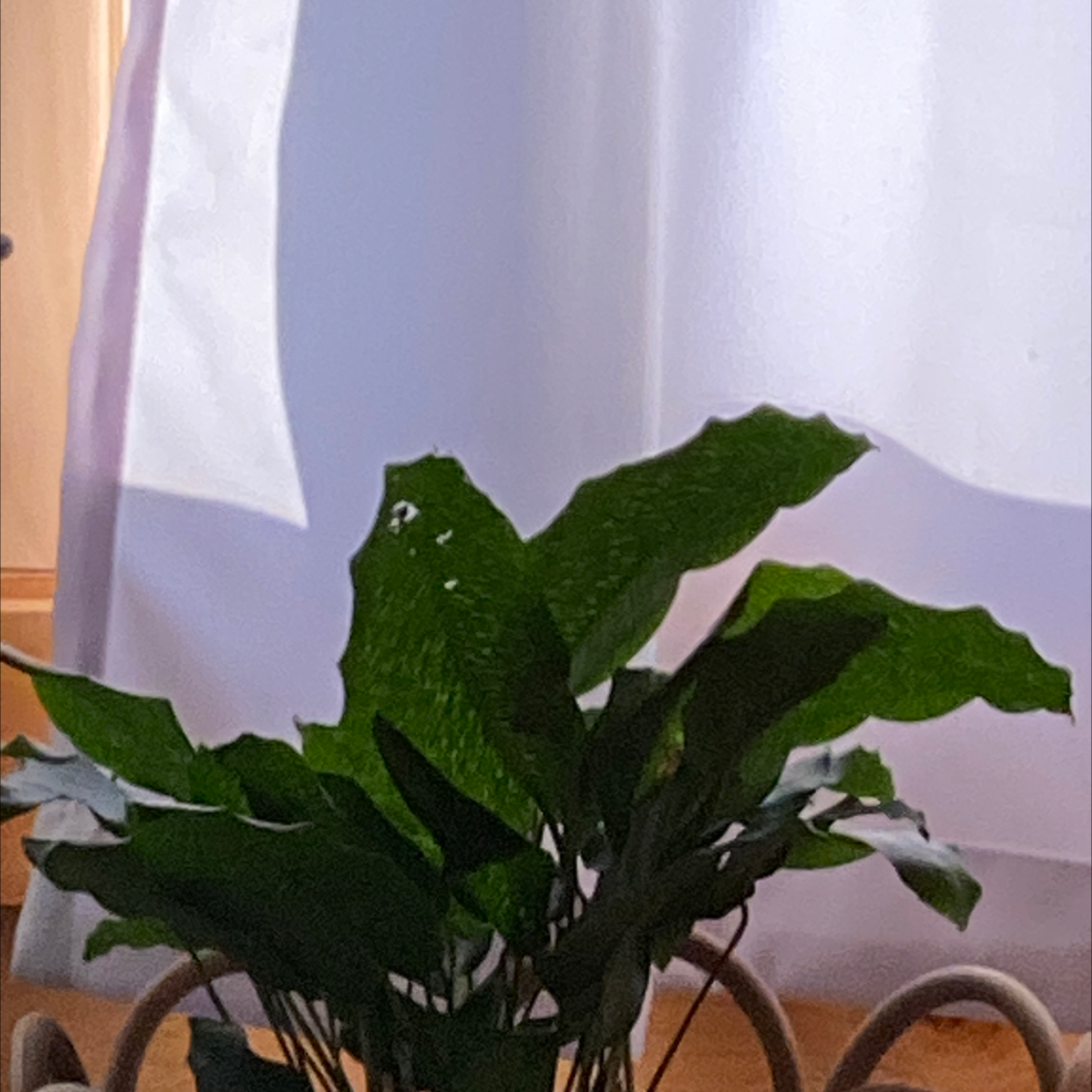 Dutchman's Pipe Cactus plant photo by Maci named Hemingway on Greg, the plant care app.