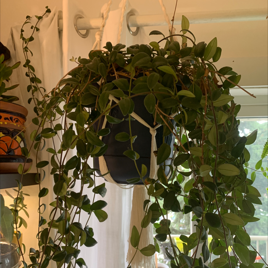 Lipstick Vine plant photo by @AnnastasiavonBeaverhausen named Lippy on Greg, the plant care app.
