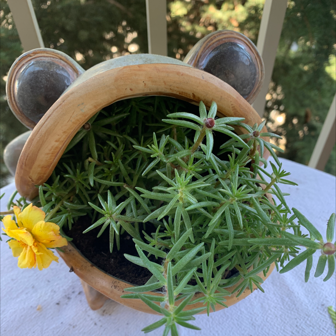 Moss Rose Purselane plant photo by @AnnastasiavonBeaverhausen named Portia on Greg, the plant care app.