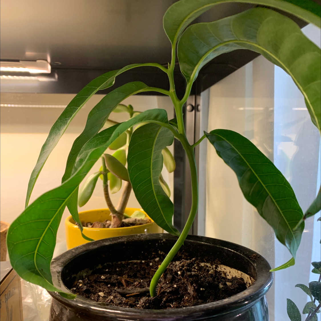 Mango plant photo by @AnnastasiavonBeaverhausen named Marge on Greg, the plant care app.