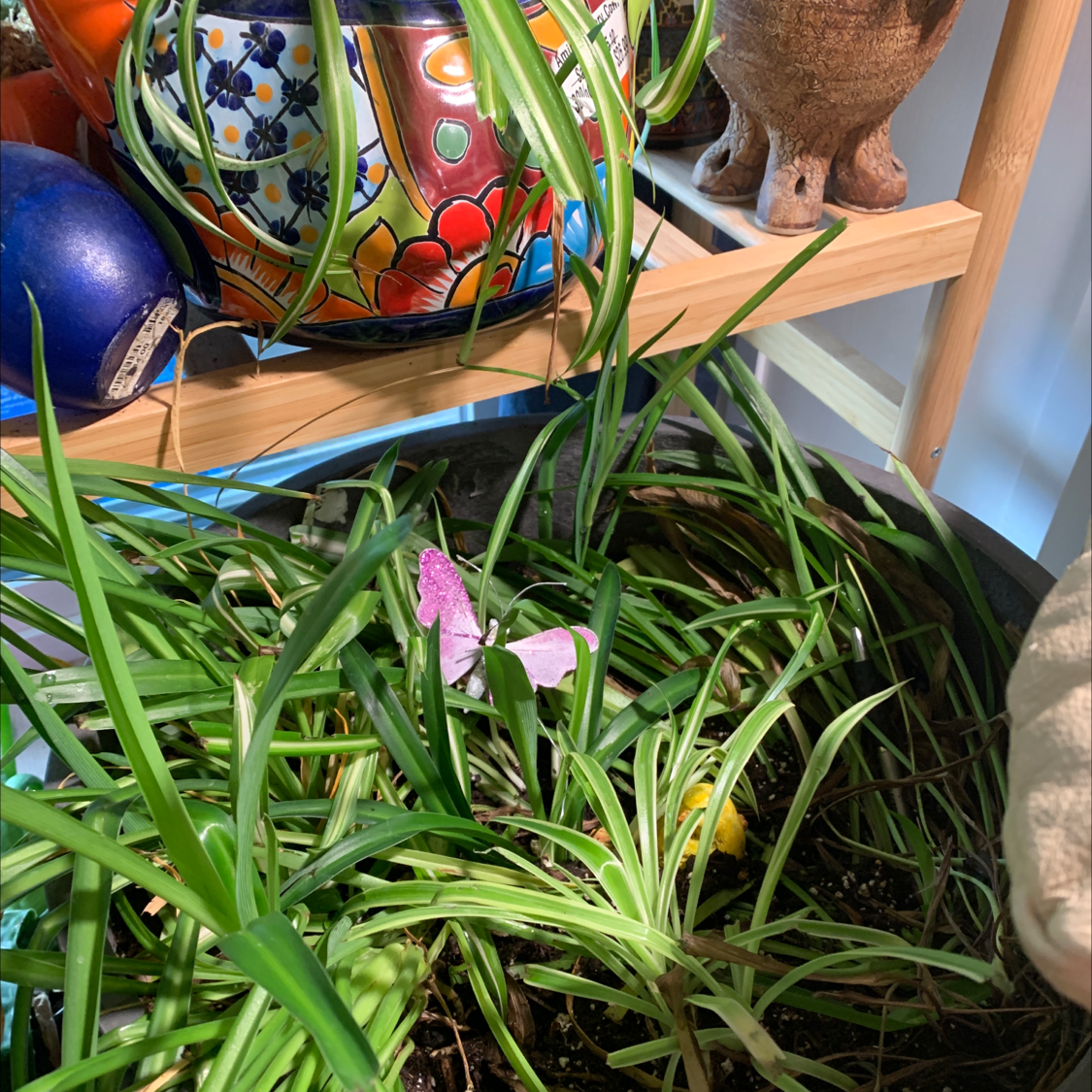 Spider Plant plant photo by @AnnastasiavonBeaverhausen named Sean on Greg, the plant care app.
