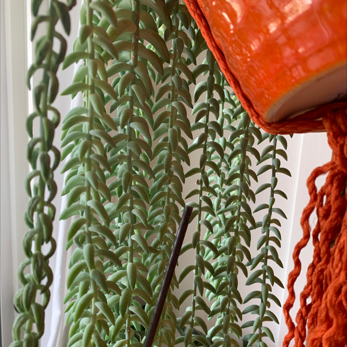 Burro's Tail plant photo by @AnnastasiavonBeaverhausen named Donkey Tail on Greg, the plant care app.
