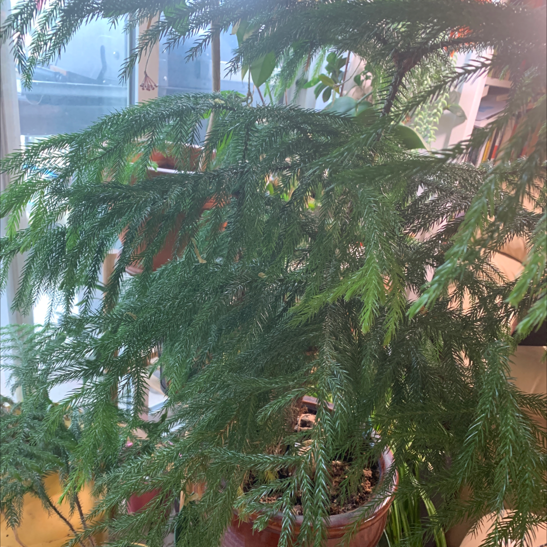 Norfolk Island Pine plant photo by @AnnastasiavonBeaverhausen named Big pine on Greg, the plant care app.