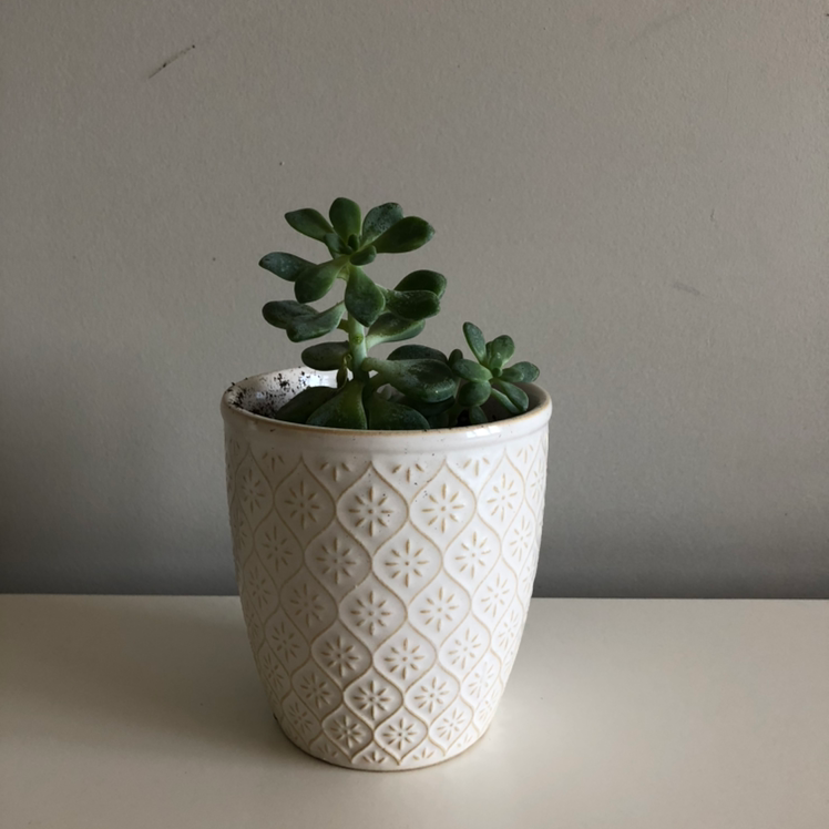 🌞 Does My Sedum clavatum Need Direct Sunlight?