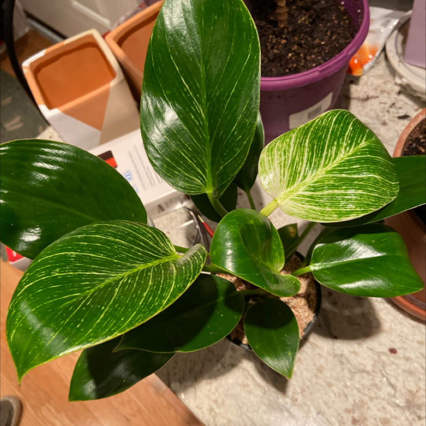 Philodendron Birkin plant with vibrant green leaves and white variegation.