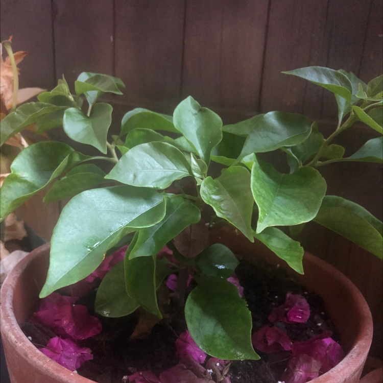Bougainvillea plant in a pot with healthy green leaves and fallen flowers on the soil.