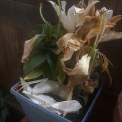 Oriental Lily 'Table Dance' plant