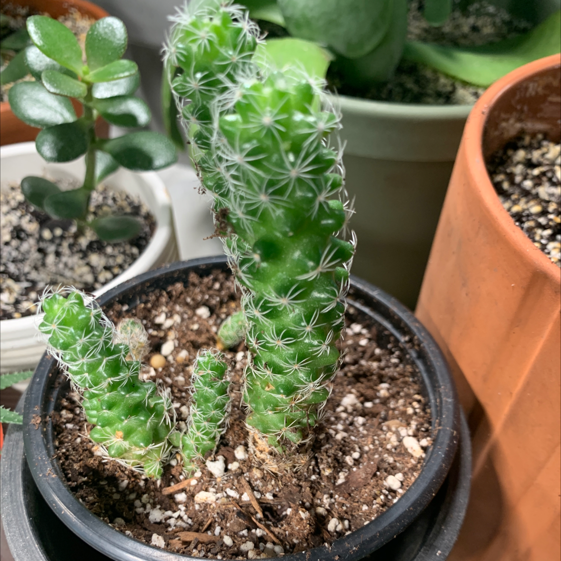 Thimble Cactus in a small pot with visible soil and multiple plants in the background.