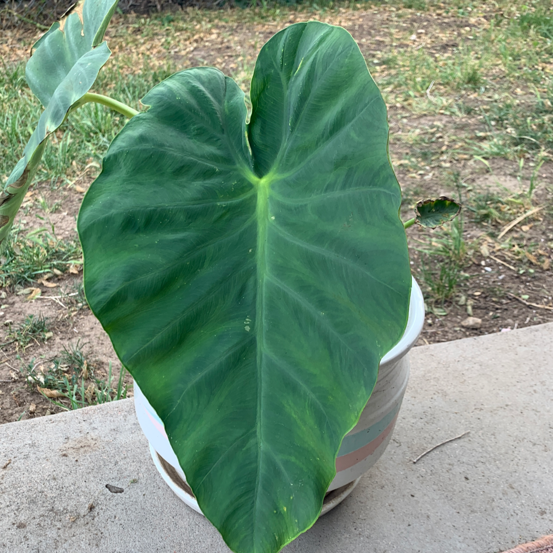 Potted Arrowleaf Elephant Ear plant with a large, healthy green leaf.