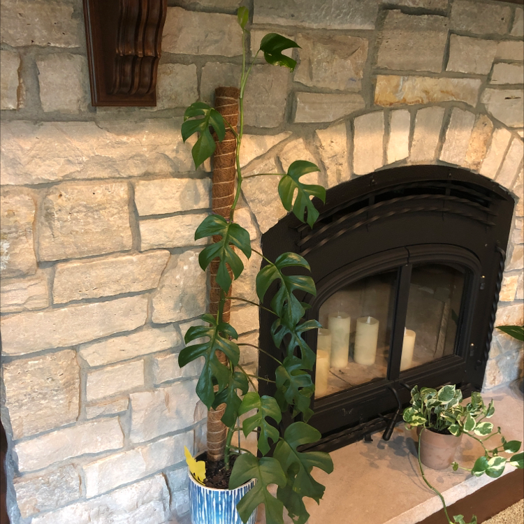 Mini Monstera plant photo by @MNplants named Your plant on Greg, the plant care app.