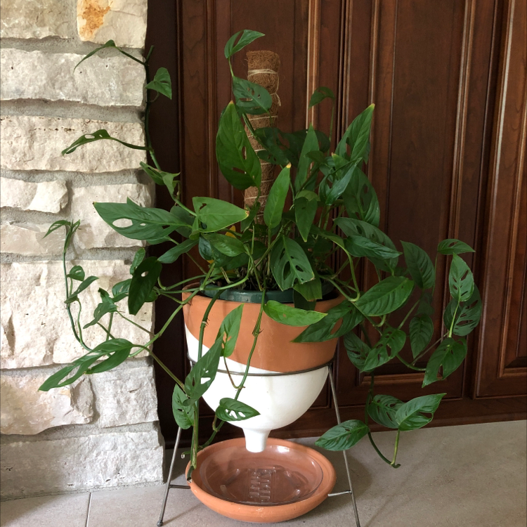 Swiss Cheese Vine plant photo by @MNplants named Monstera adansonii on Greg, the plant care app.