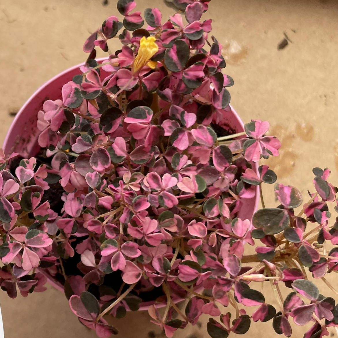 Potted Creeping Woodsorrel with pink and green leaves and a single yellow flower.