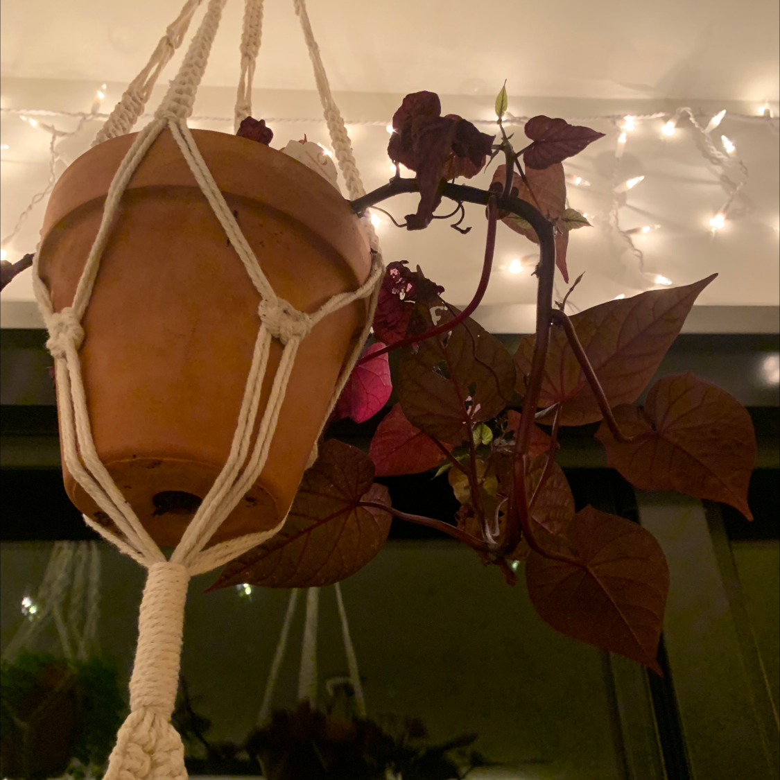 Healthy purple sweet potato vine plant hanging in white macrame planter, illuminated by string lights.