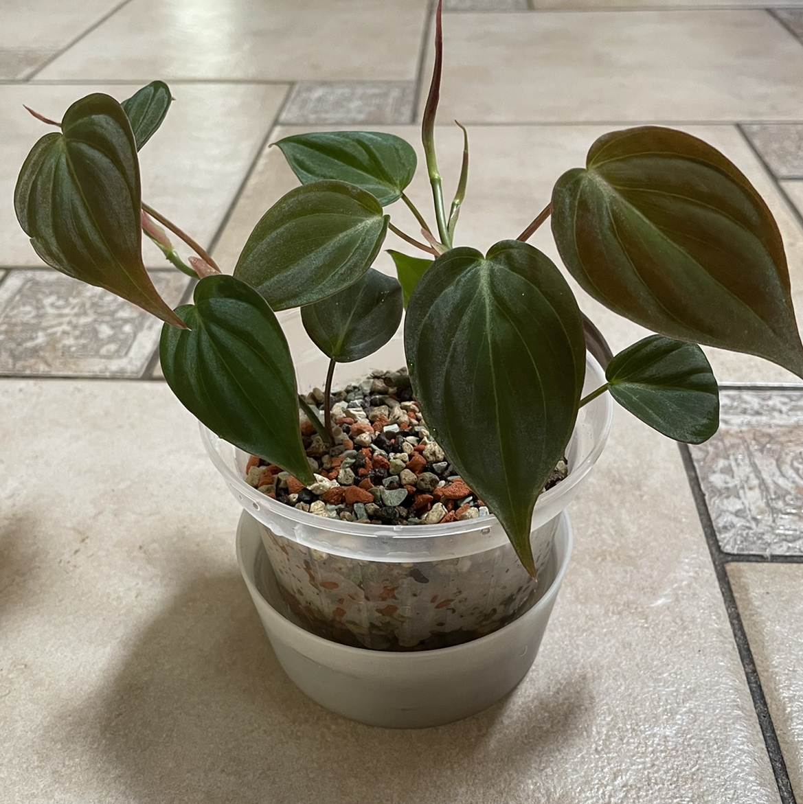 Photo of the plant species Philodendron Micans by @spiderolga named Mica on Greg, the plant care app