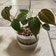 Calculate water needs of Philodendron Micans