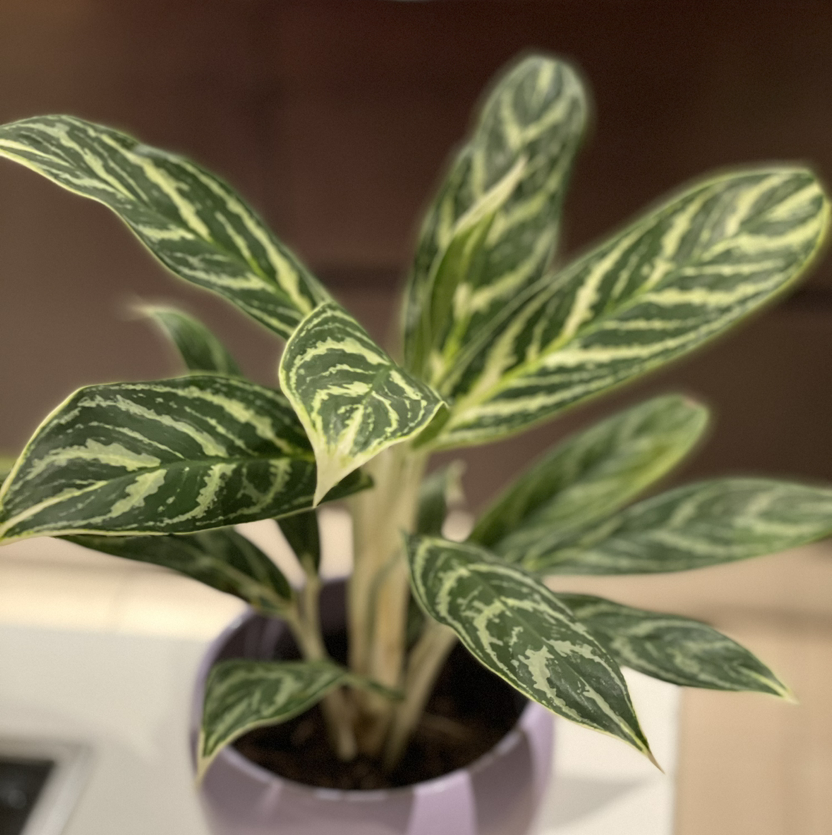 Photo of the plant species Aglaonema 'Tigress' by @spiderolga named Aglaonema Tigress on Greg, the plant care app
