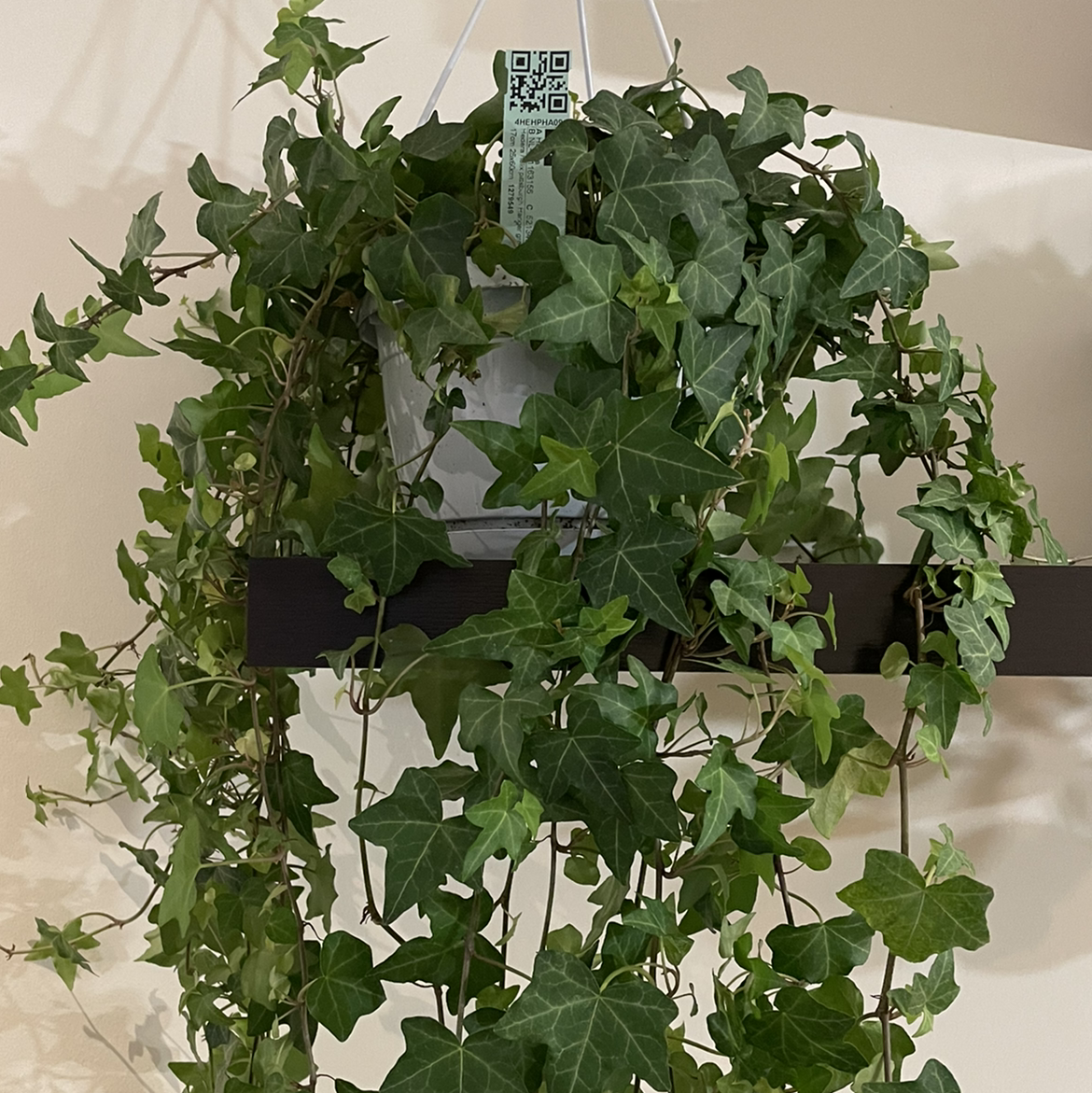 English Ivy plant photo by @spiderolga named Ivy on Greg, the plant care app.