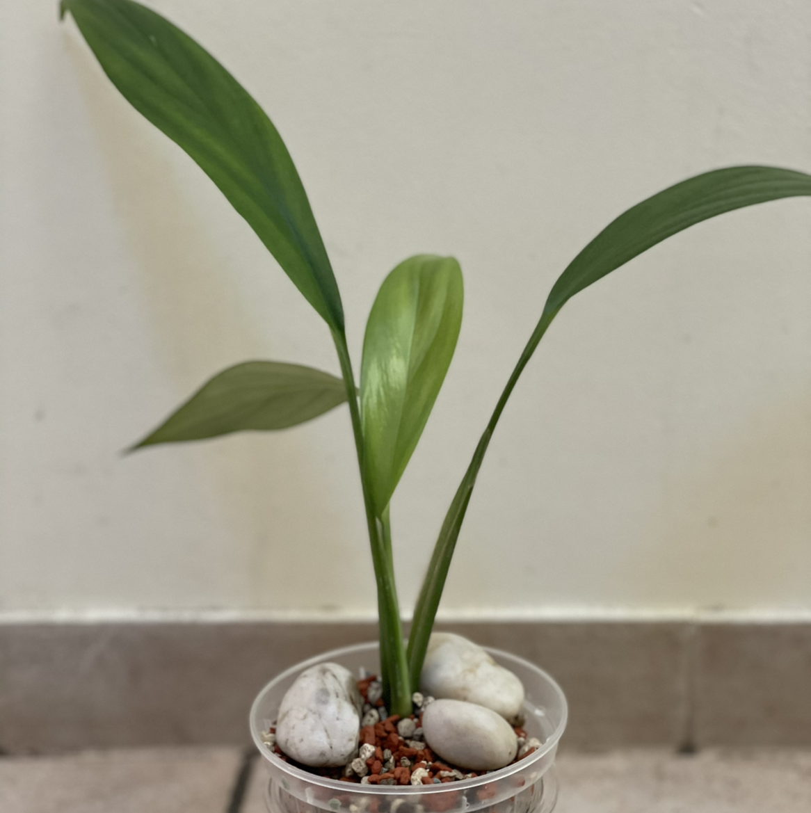 Photo of the plant species Pothos amplifolia by @spiderolga named Ampl on Greg, the plant care app