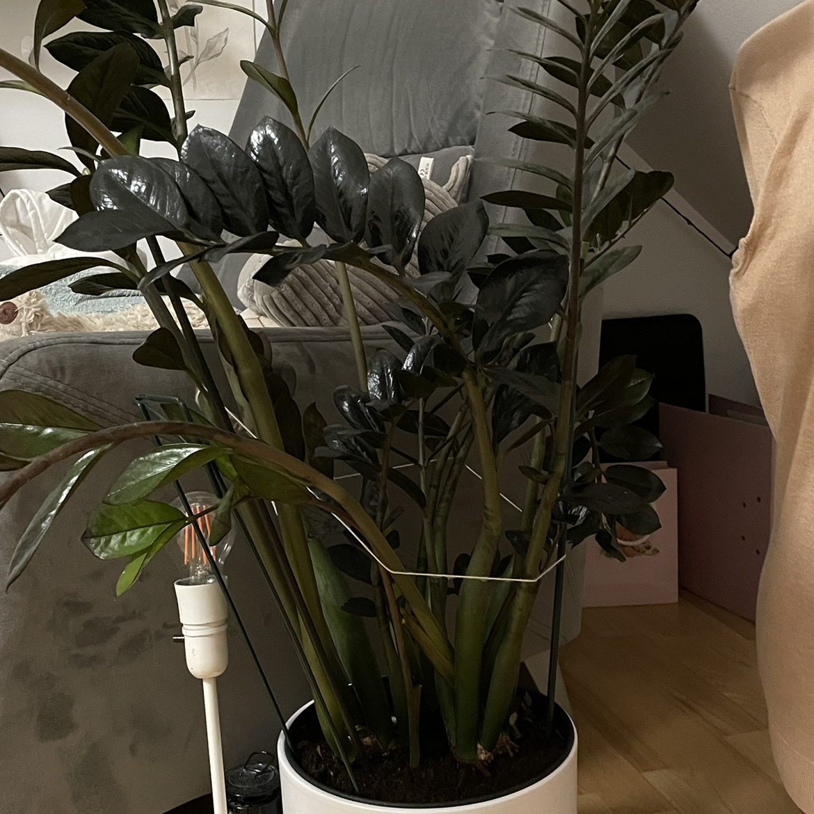 Raven ZZ Plant in a white pot with dark, glossy leaves, placed indoors.