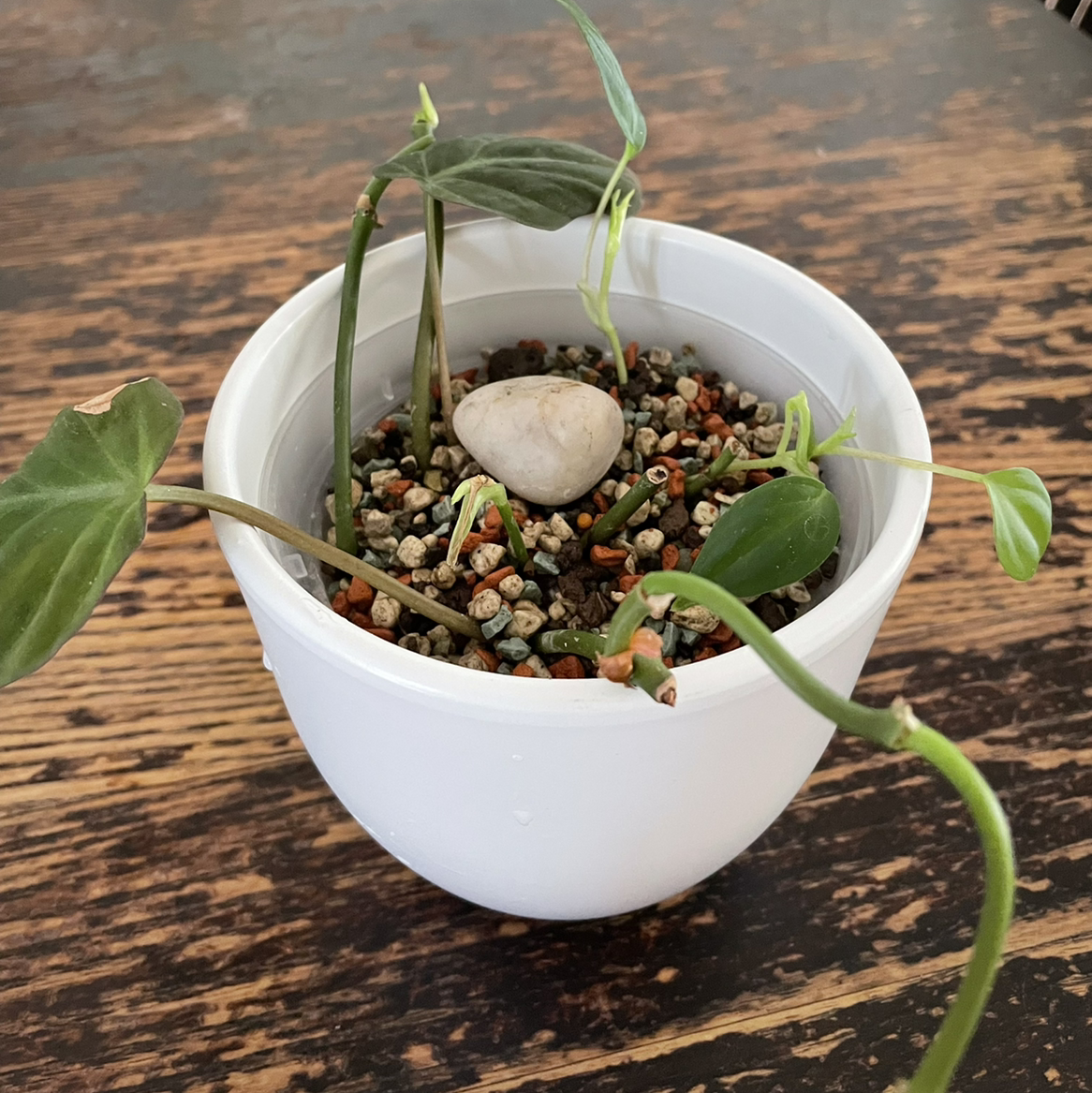 Potted Philodendron Micans plant with visible soil and a stone on top.