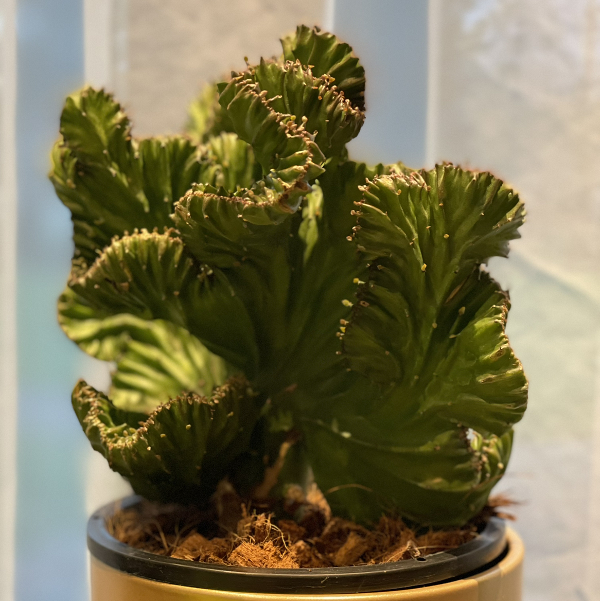 Candelabra Cactus in a pot with visible soil, healthy green leaves.