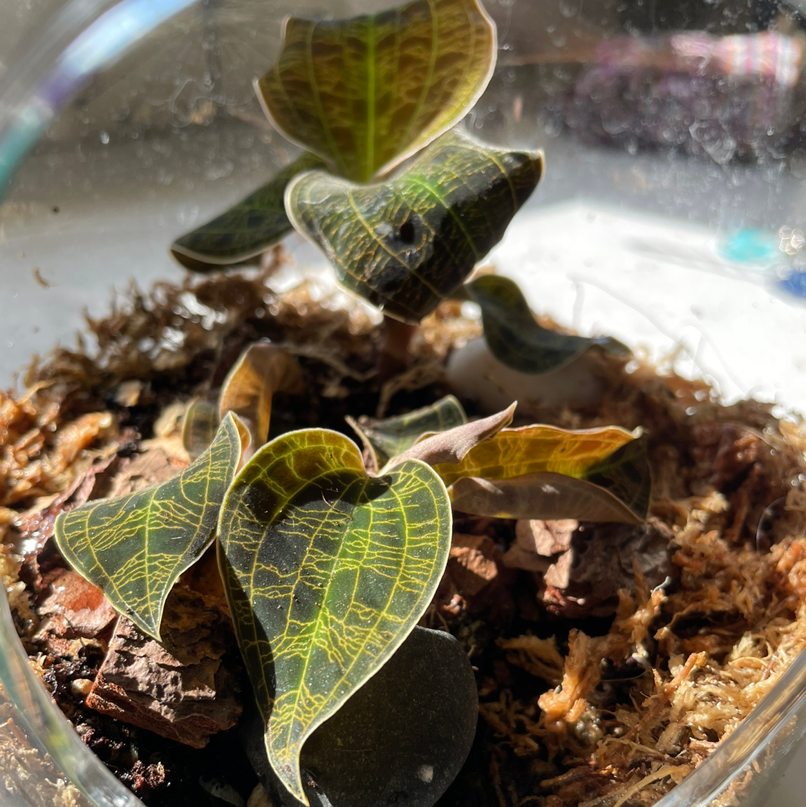 Symbolism and Benefits of the Lightning Jewel Orchid