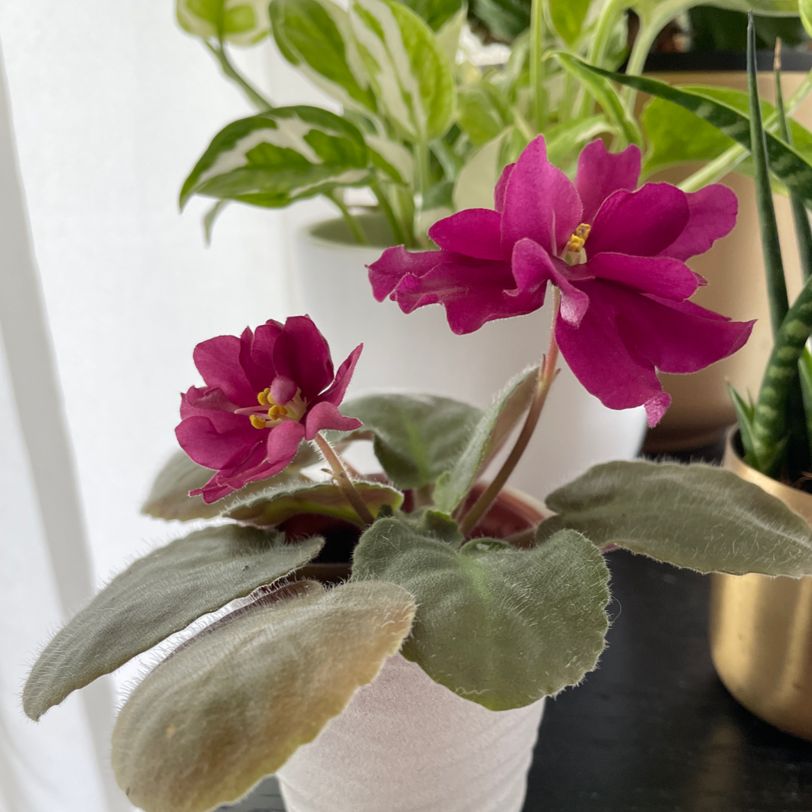 Photo of the plant species African Violet by @spiderolga named Violet Dark Magenta Ле-вега on Greg, the plant care app