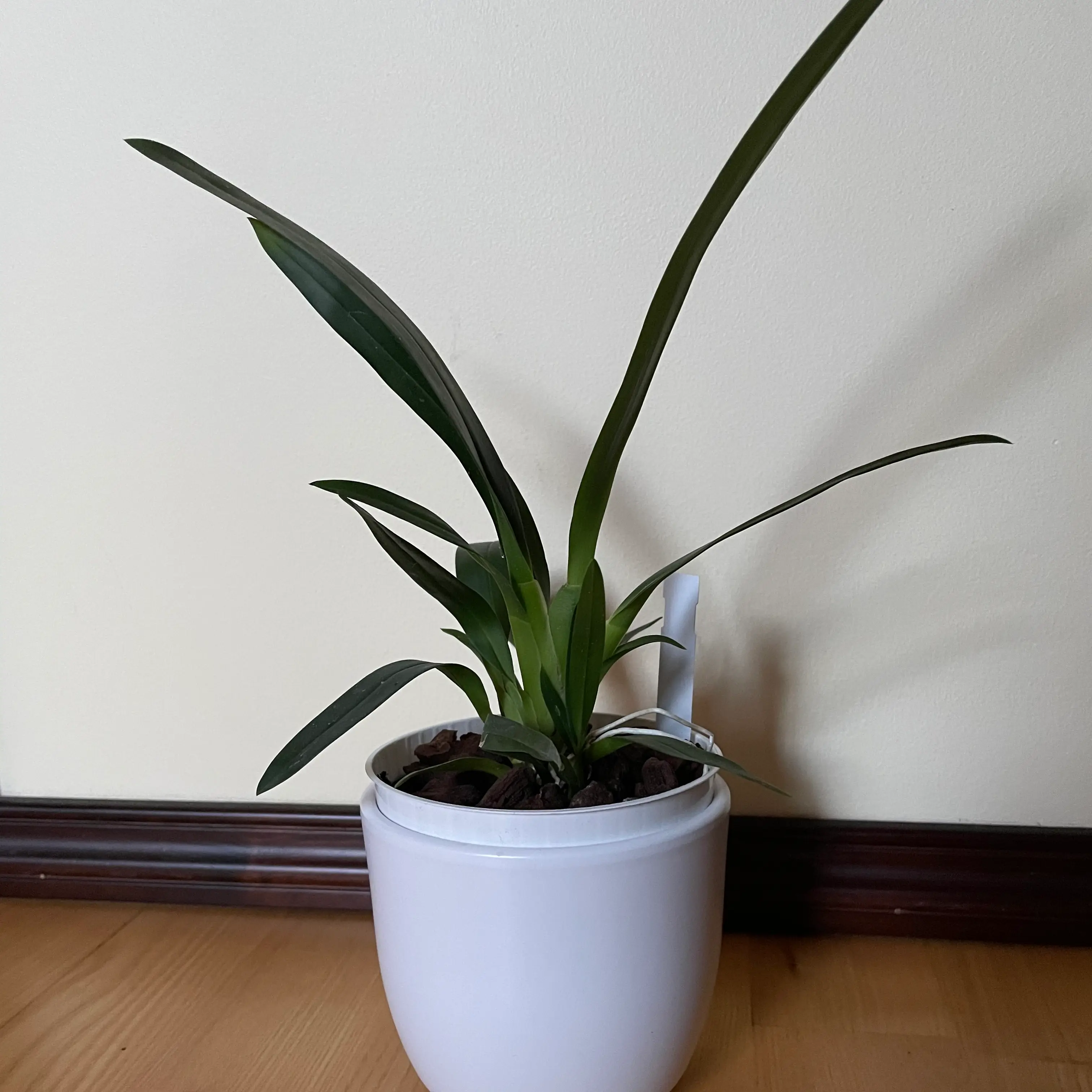 Photo of the plant species Spider orchid by @spiderolga named Brassidium Shooting Star Black Gold on Greg, the plant care app