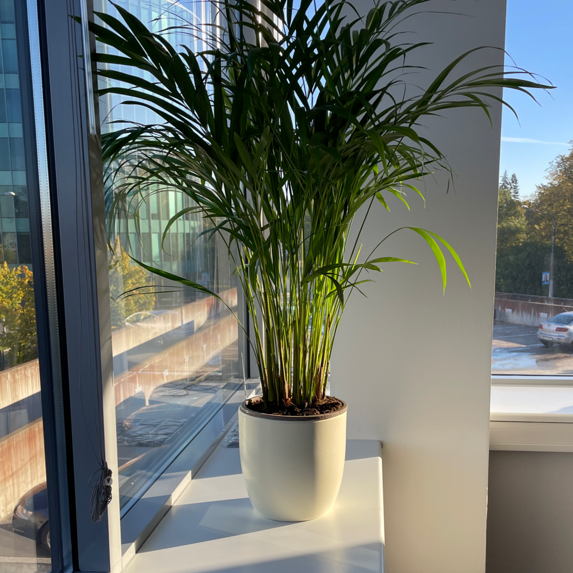 💧 Why Are My Areca Palm Leaves Droopy?