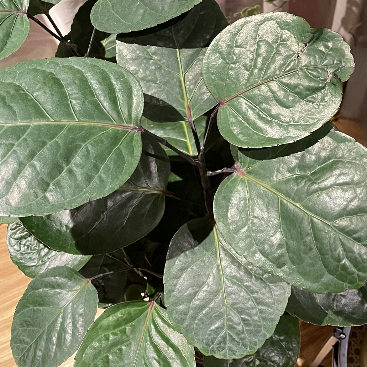 Photo of the plant species Fabian Aralia by @spiderolga named Ougust on Greg, the plant care app