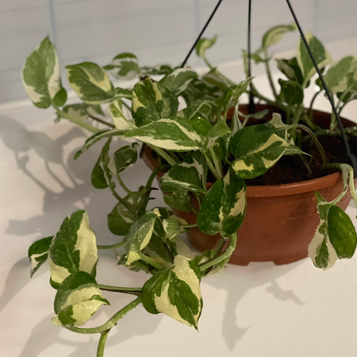 Pothos N' Joy plant in a hanging pot with variegated green and white leaves.
