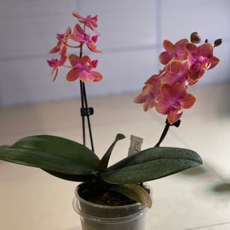 Phalaenopsis Orchid plant in Somewhere on Earth