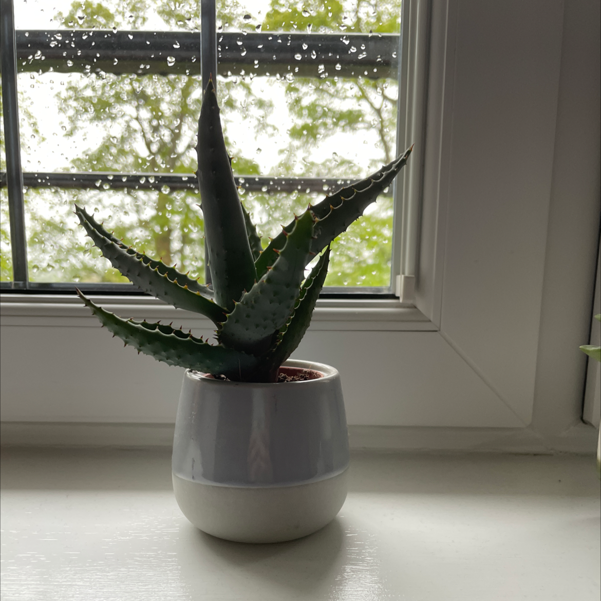 Cape Aloe plant photo by @sophbug270405 named Gretchen on Greg, the plant care app.