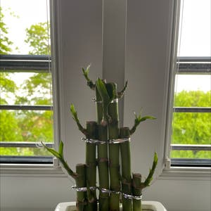Lucky Bamboo plant photo by @sophbug270405 named Cady on Greg, the plant care app.