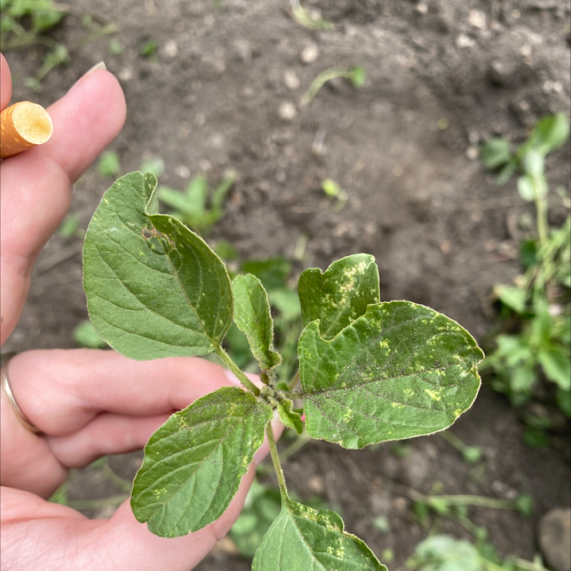 Close-up of Purple Amaranth plant with some yellowing leaves, held by a hand.