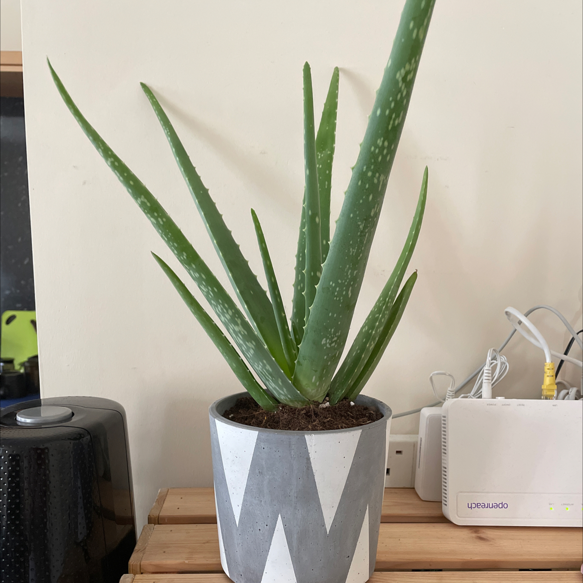 Aloe vera plant photo by @jonic named Bort on Greg, the plant care app.