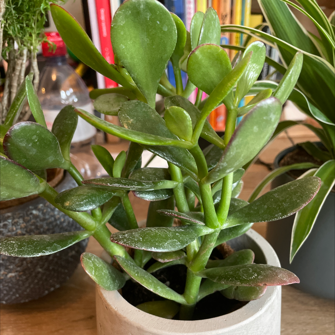 Crassula cotyledonis plant in a small pot with green leaves, other plants in the background.