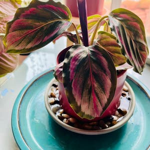 Rose Calathea plant photo by _laurie named Prayer plant on Greg, the plant care app.